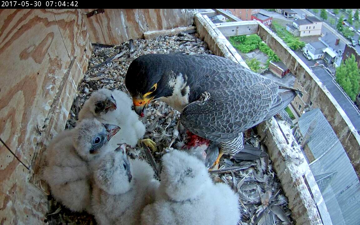 Astrid had everyone's attention for the 7:00 AM feeding