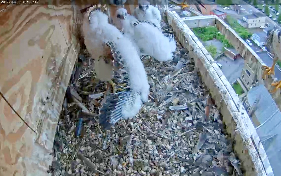 Wing feathers growing in at an accelerated pace