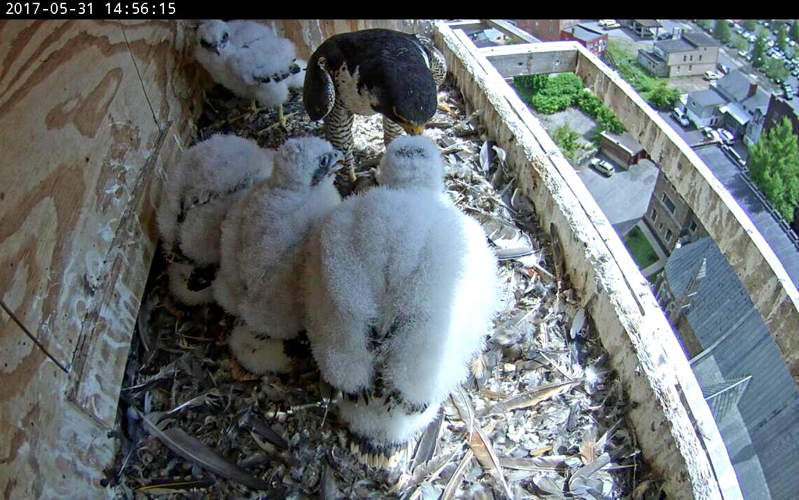 All lined up for the feeding