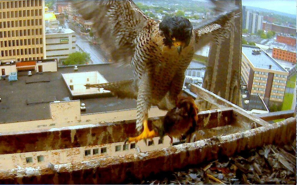 A very wet Astrid arrives at the box with a long awaited meal