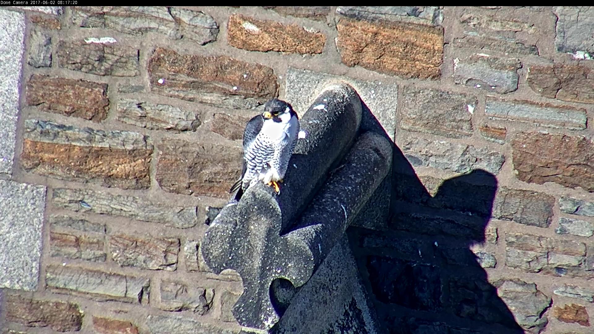 Ares on the steeple