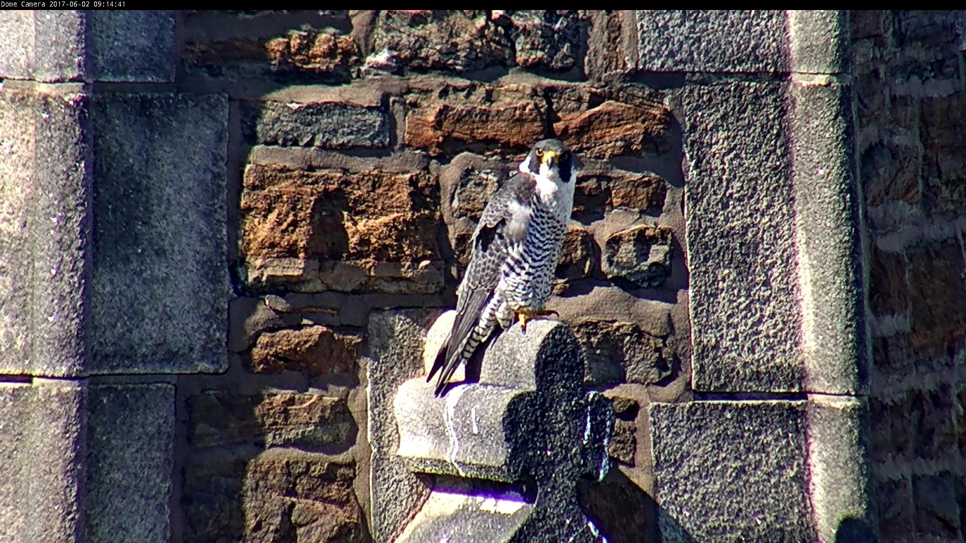 Astrid on the steeple