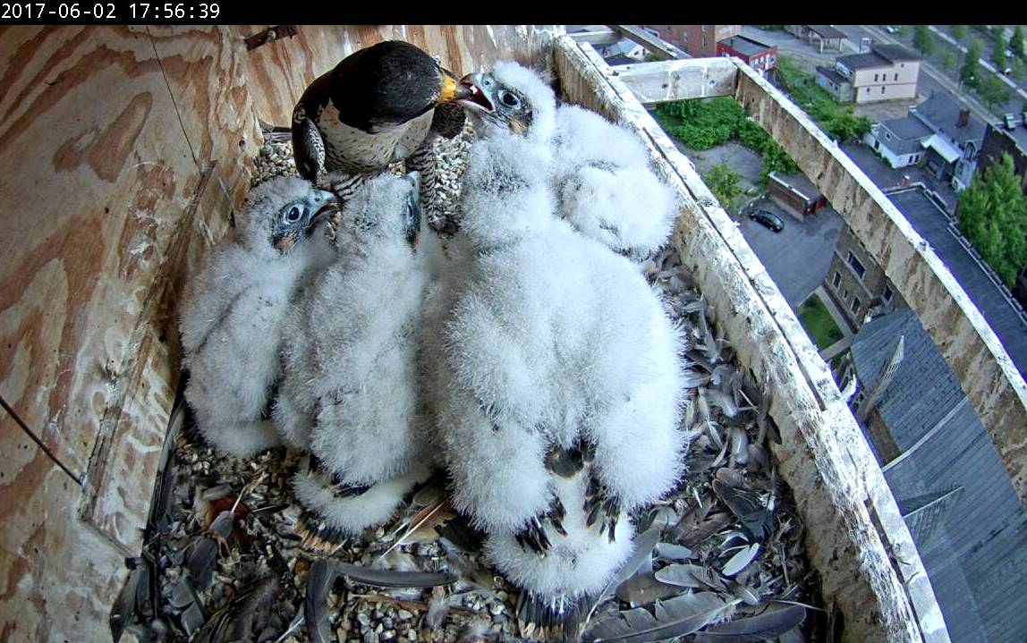 Feeding four huge nestlings