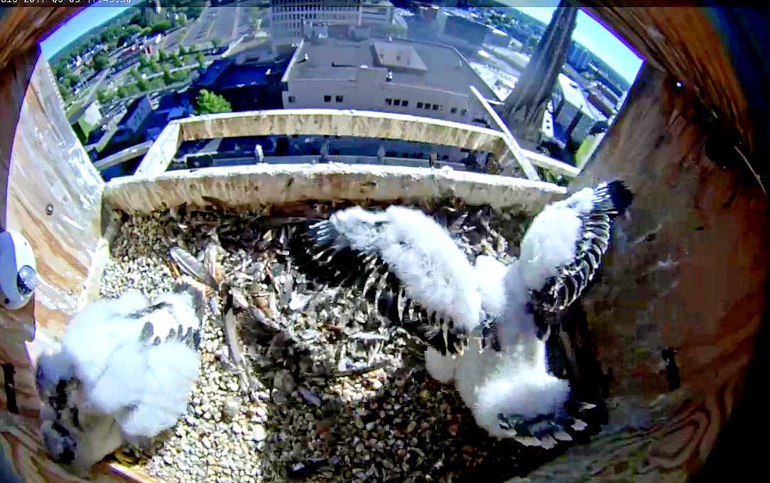 Amazing wing feather development 