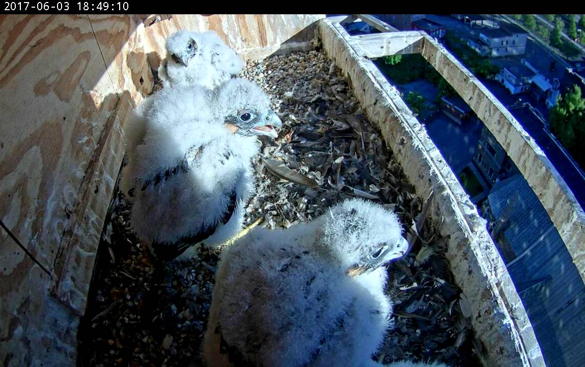 The nestlings are getting their tan cheek patches