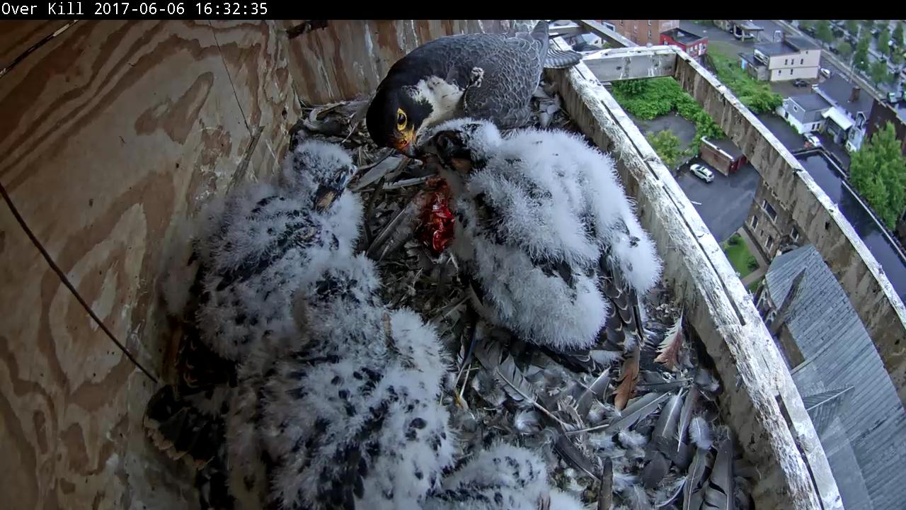 Luna is getting fed, Max is to her left and close to Astrid. Spirit is front left and only Zander's head is showing at the front right.