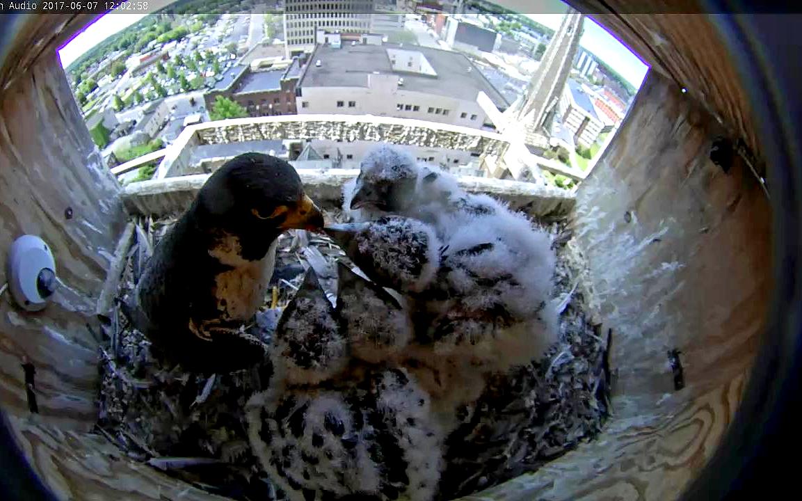 All four nestling vying together 