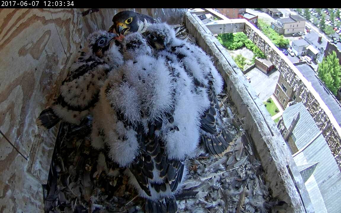 An unusually orderly noon time feeding