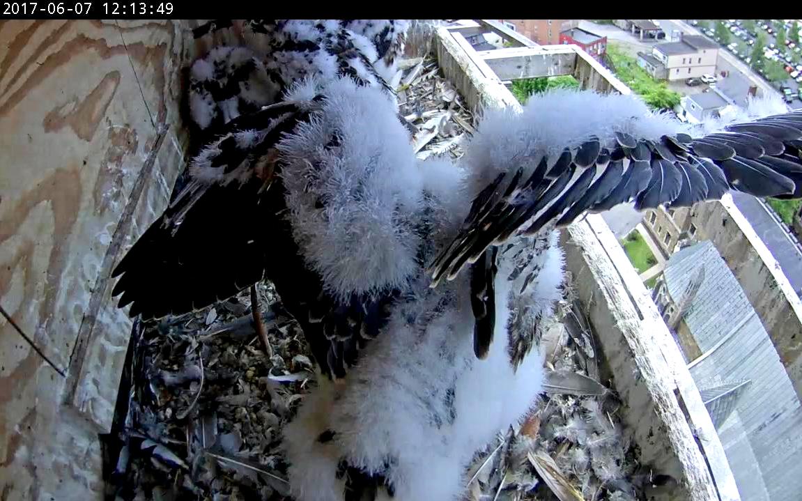 Showing off some wing feather development 