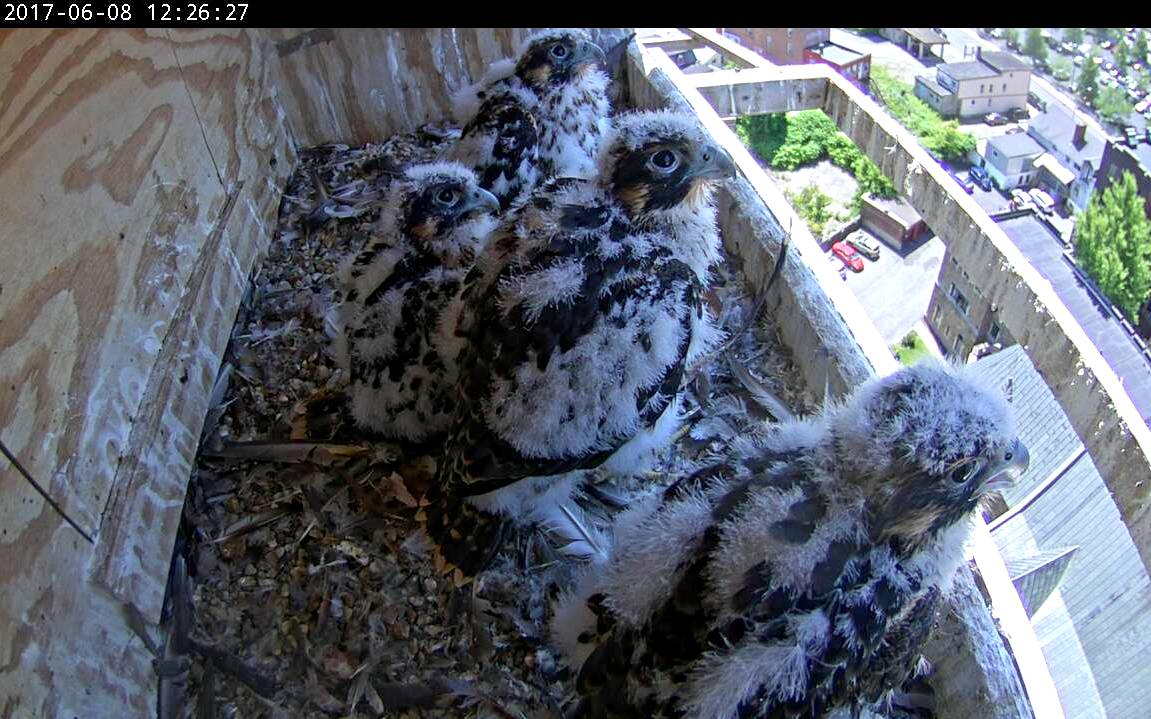 The whole crew - all starting to look like Peregrine Falcons