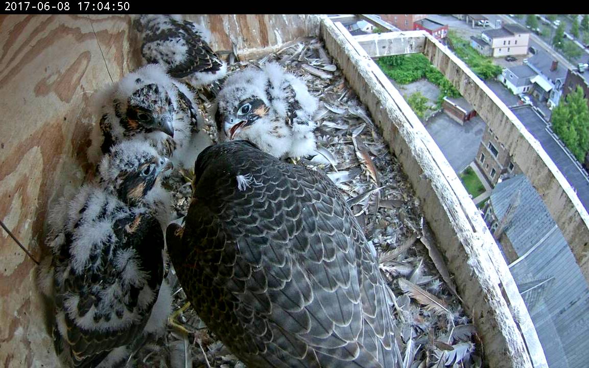 Another shot of nestlings on their best behavior