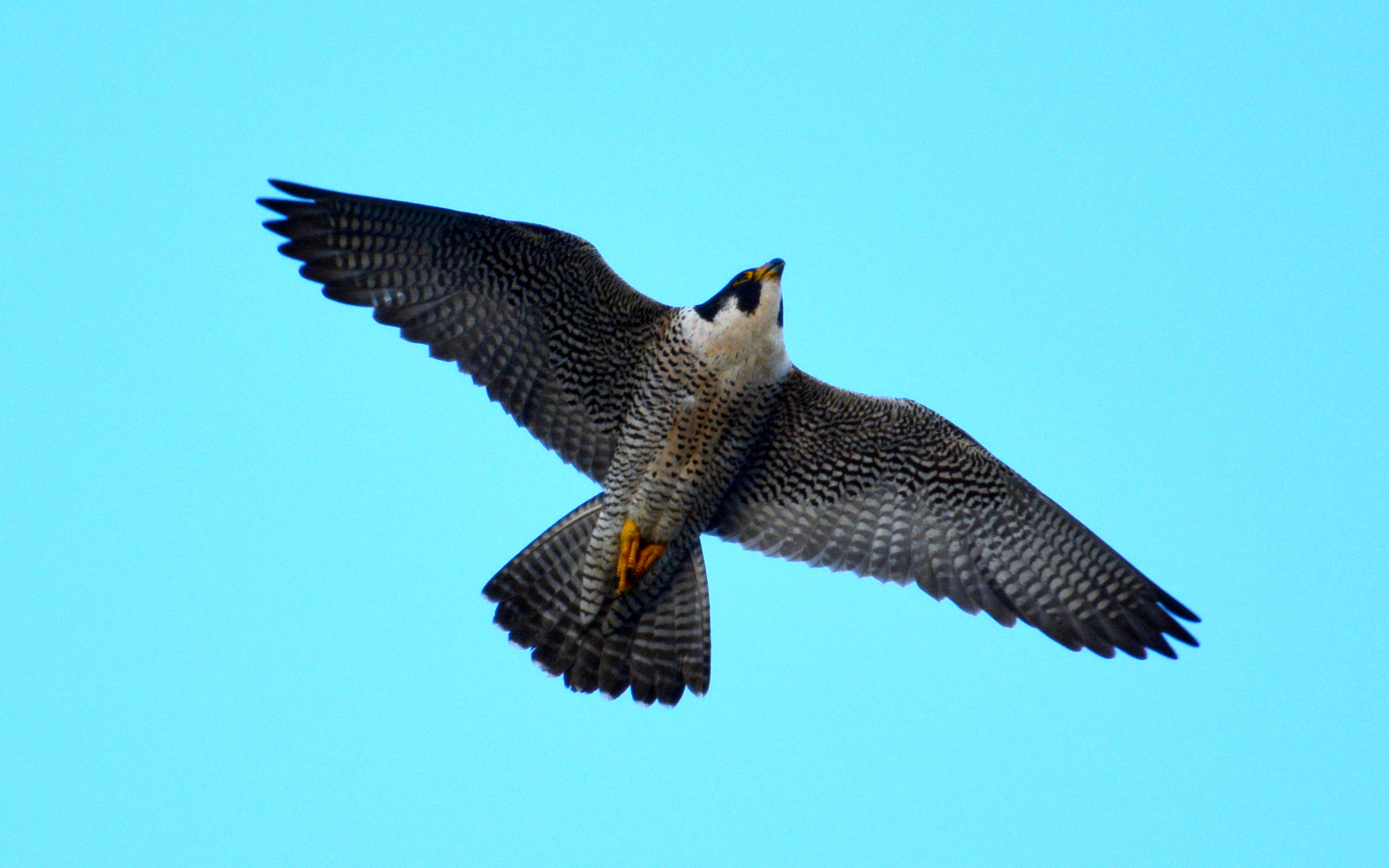 Astrid flies to her perch  - photo from last night's watch