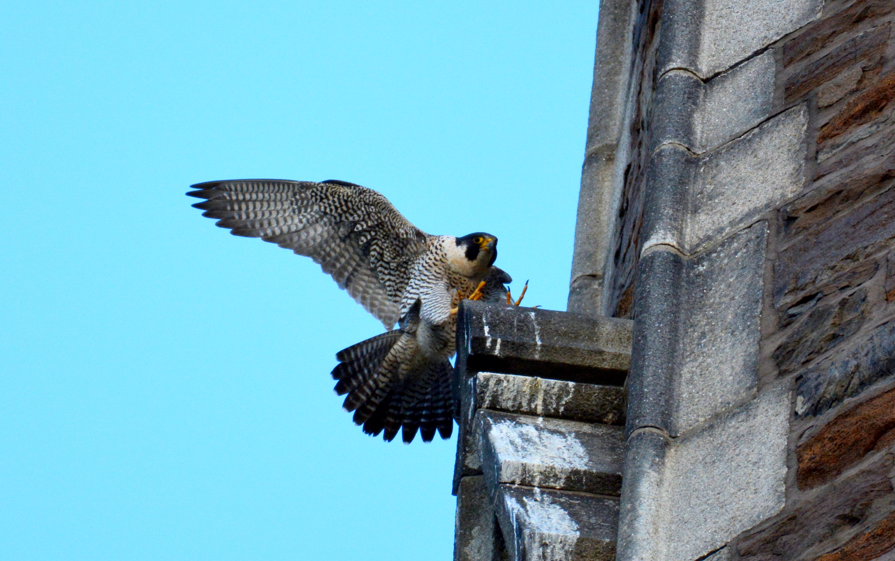 Astrid comes in for a landing on the steeple