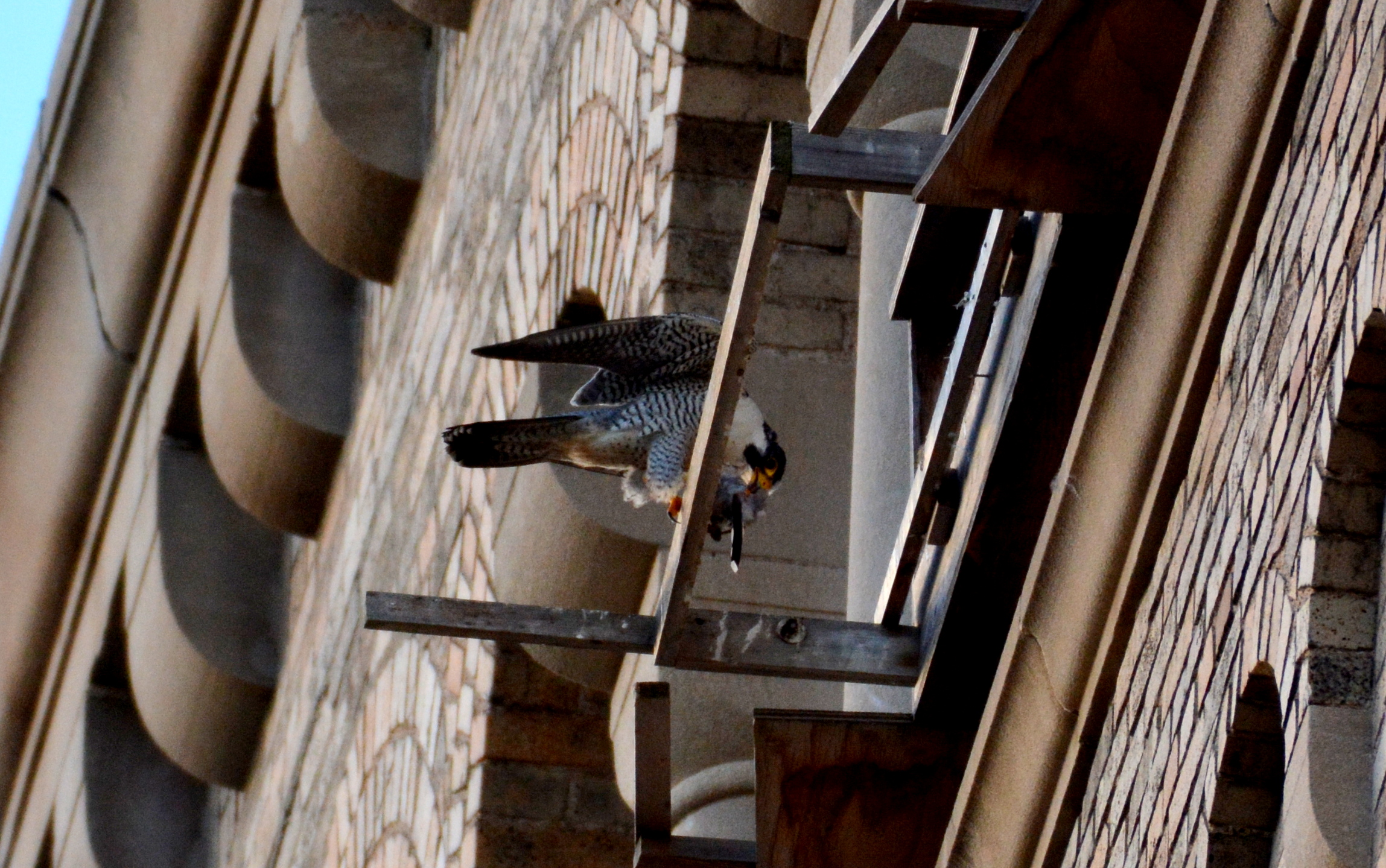 Ares brings a cuckoo to the nest box