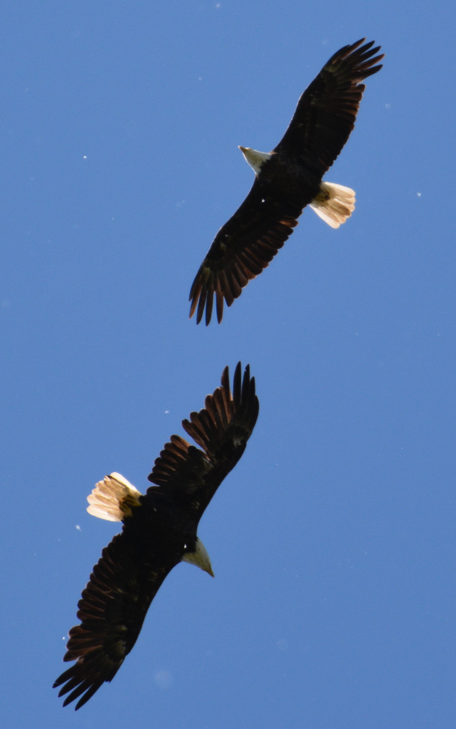 A pair of Bald Eagles cross paths while circling near the Utica Marsh