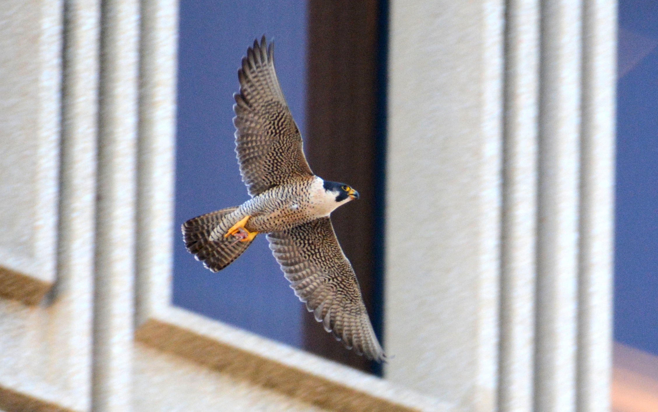 Astrid flies in front of the State Building during our evening falcon watch