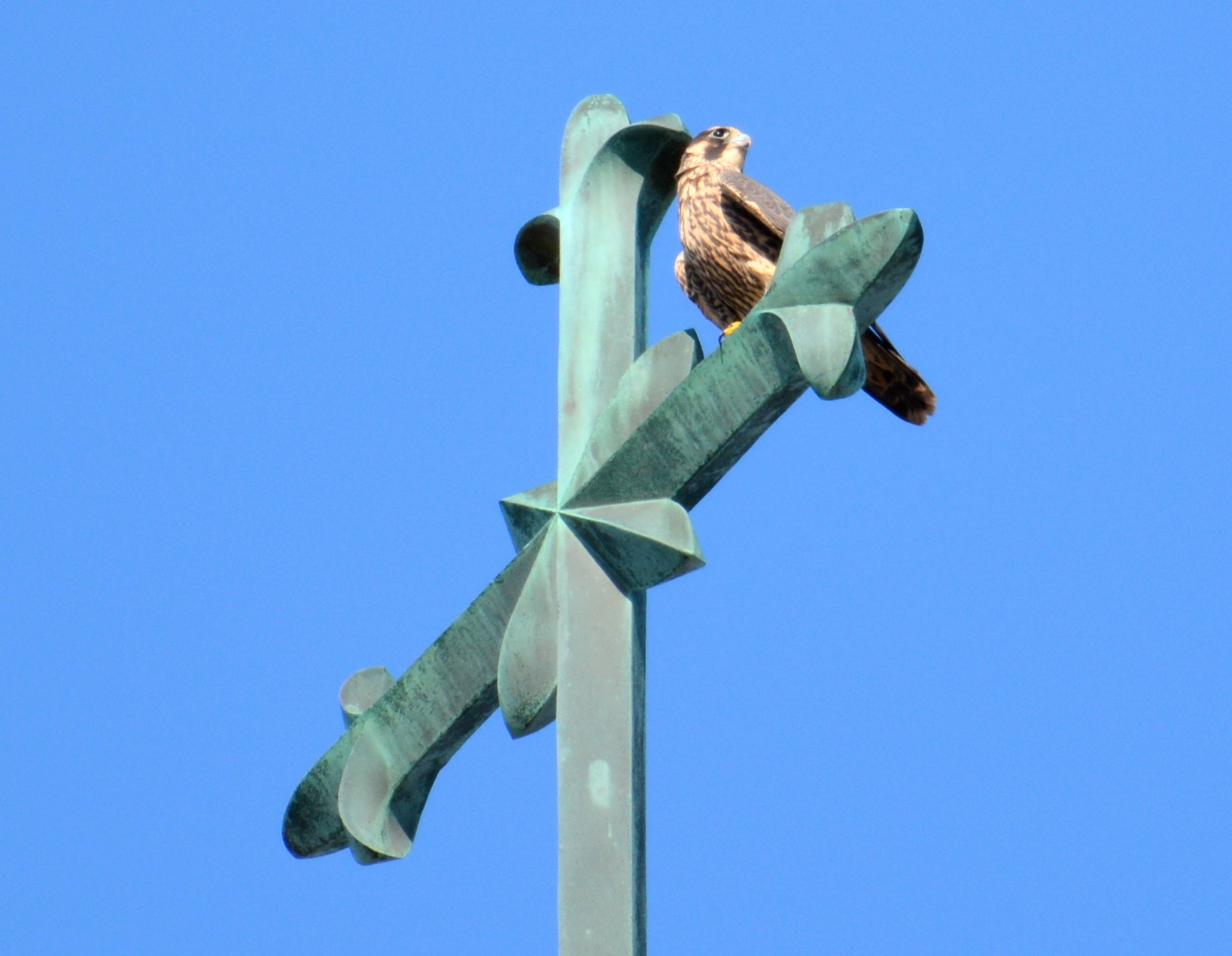 Max perches right up on the cross