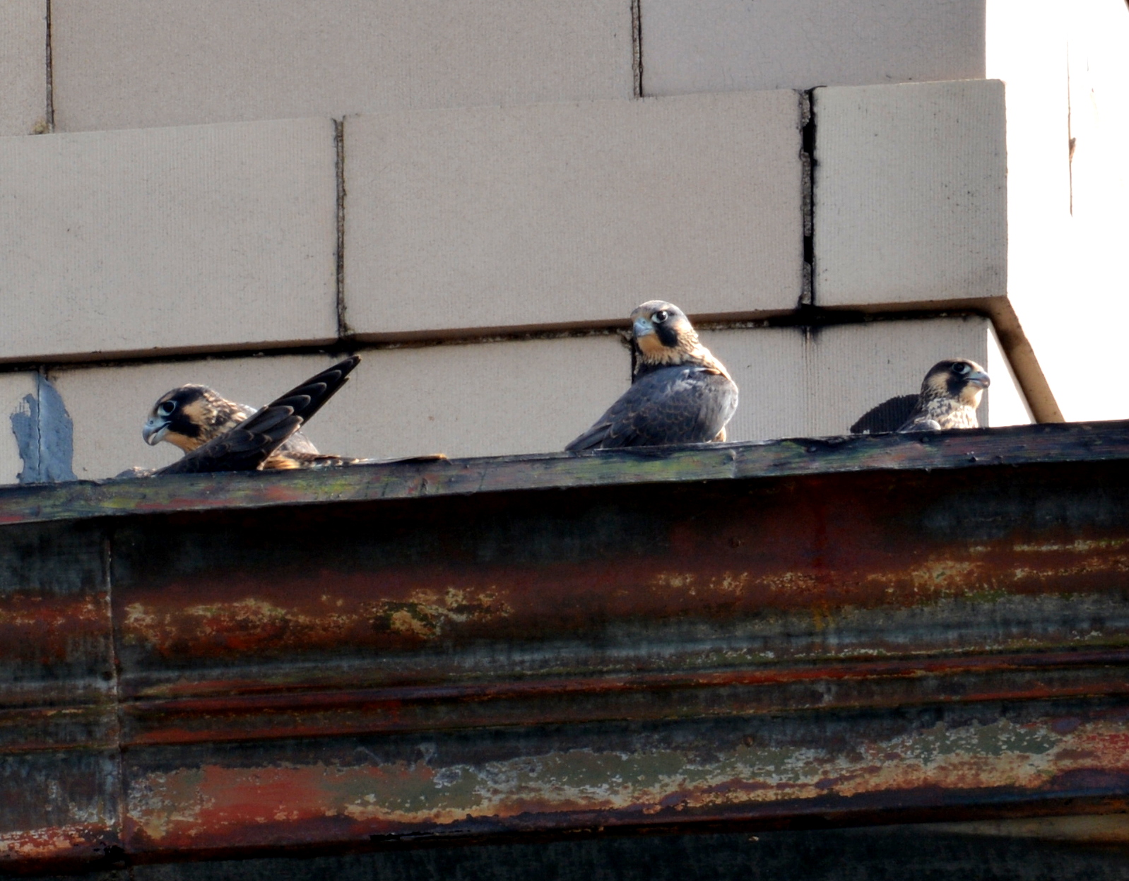 All four lounging on the roof of the hotel