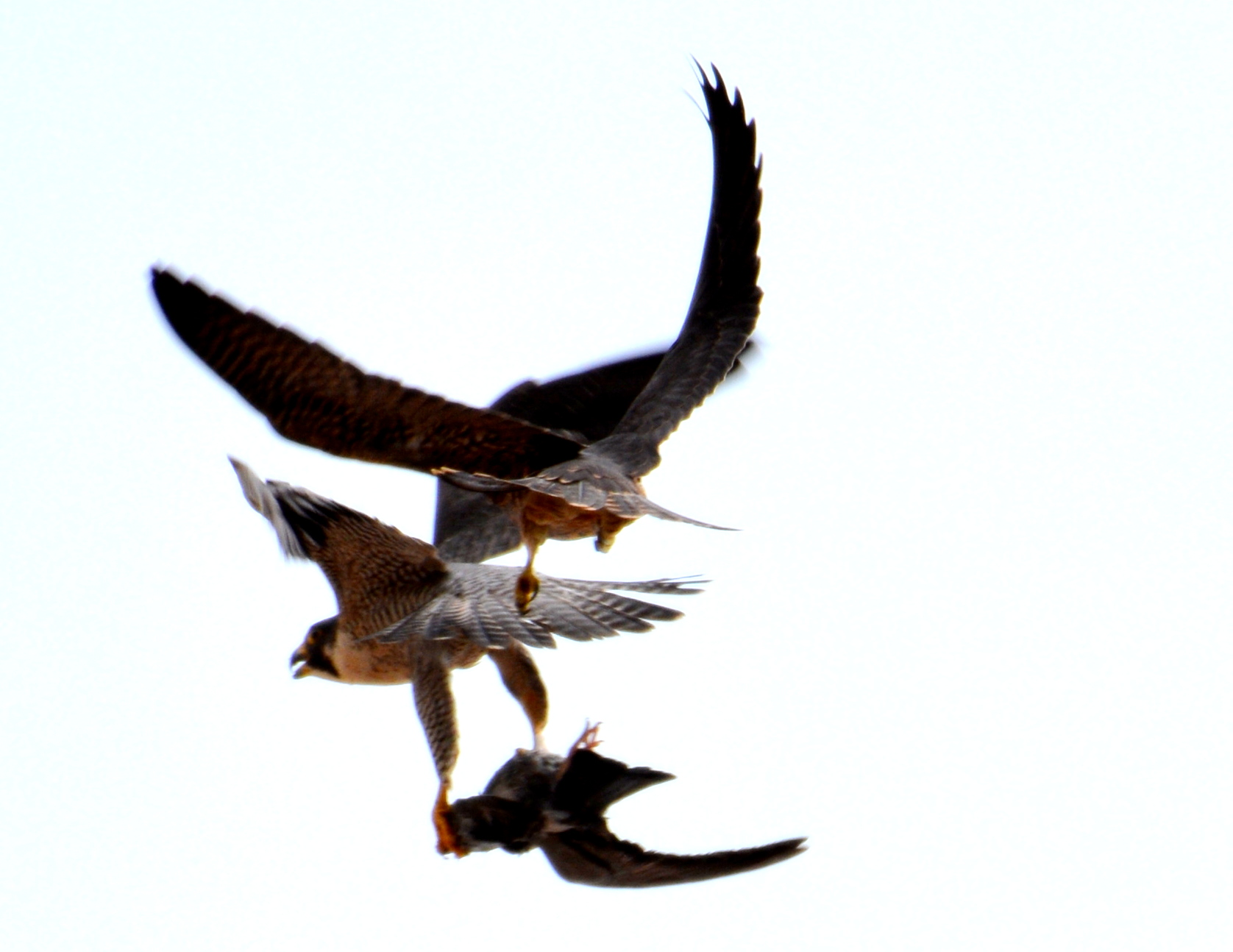 Astrid comes in with prey and is chases closely by one of the fledglings