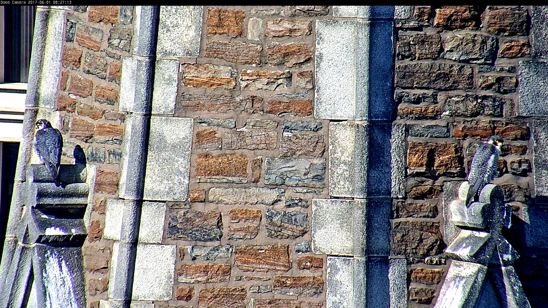 Both parents perched on the steeple in the early morning