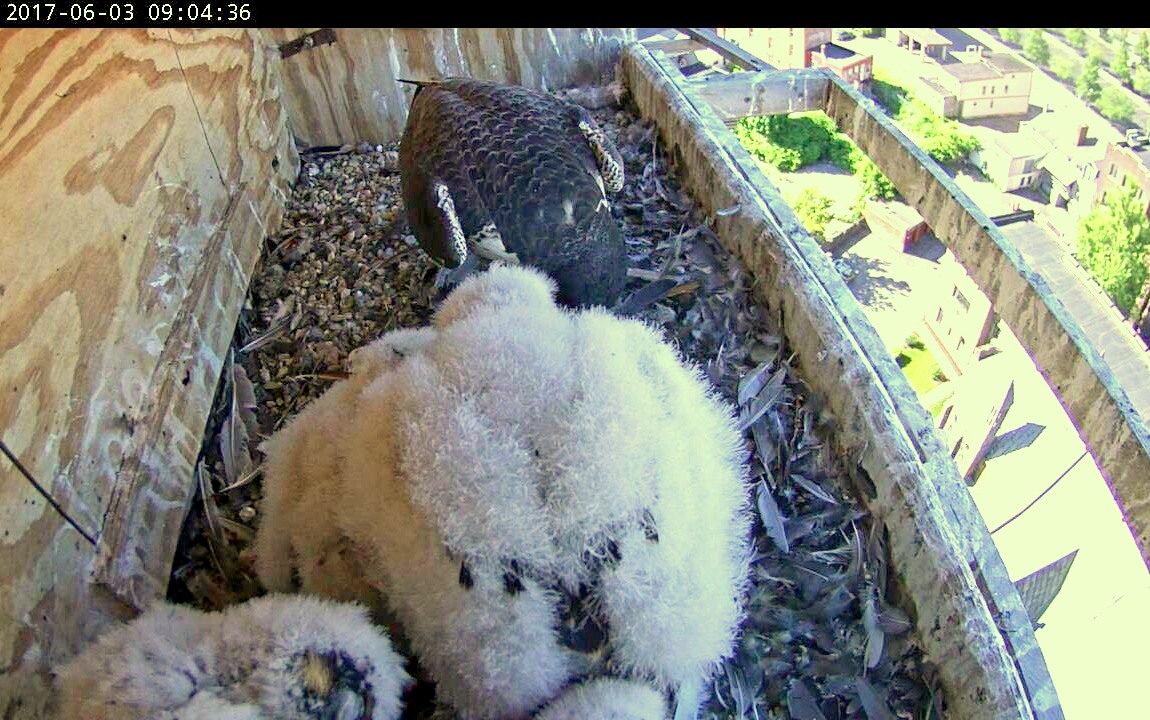 That's one big chick in that nest!