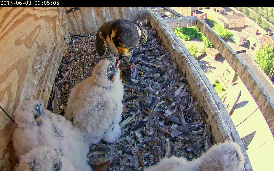 Astrid doing a feeding