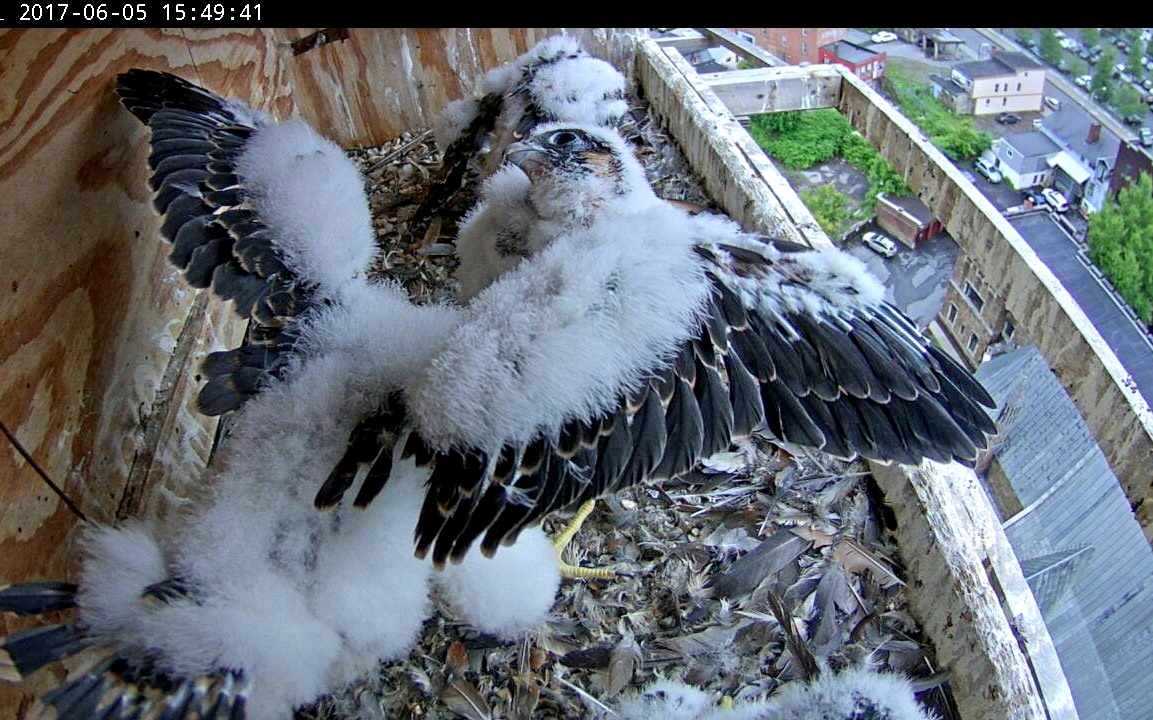 Remarkable wing feather development 