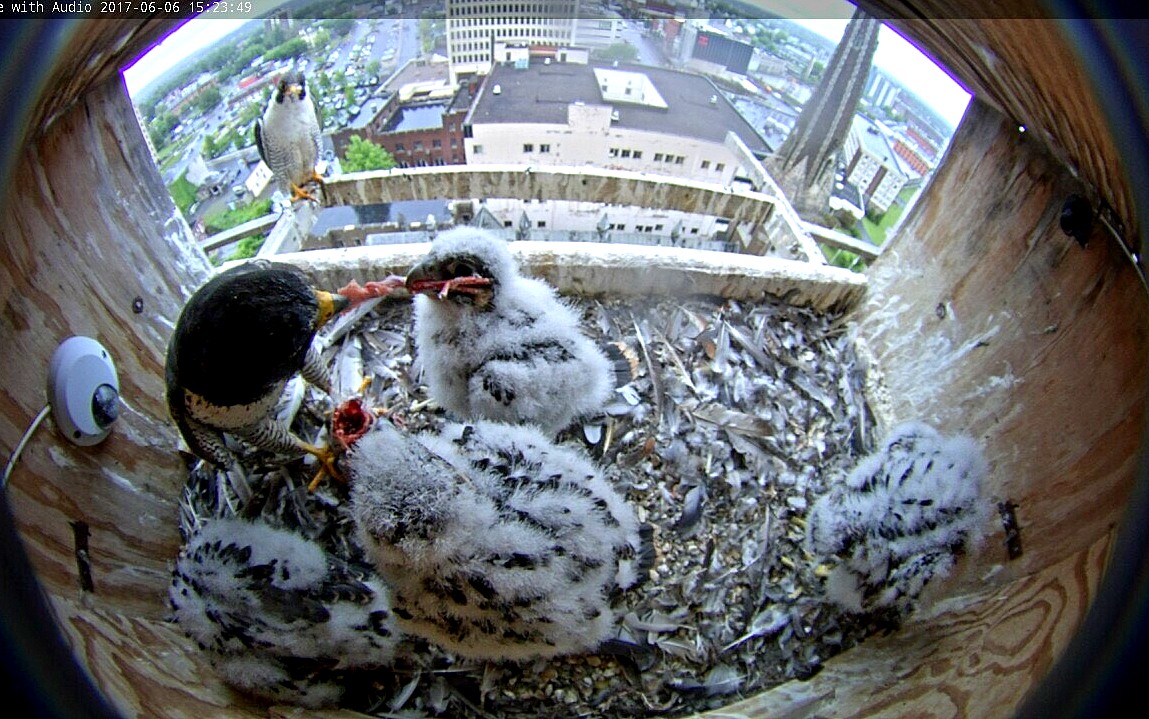 Astrid is beginning the feeding with a tugging contest