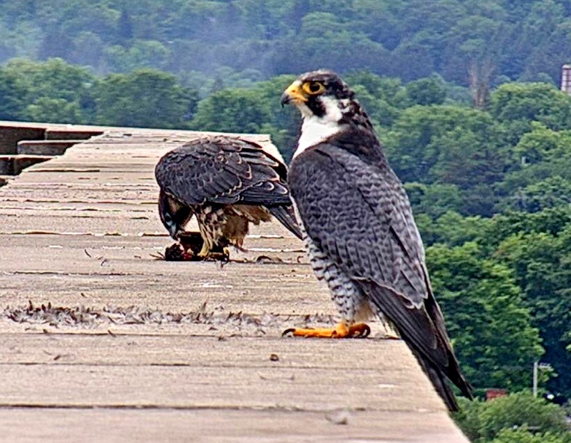 Ares stops by on the roof