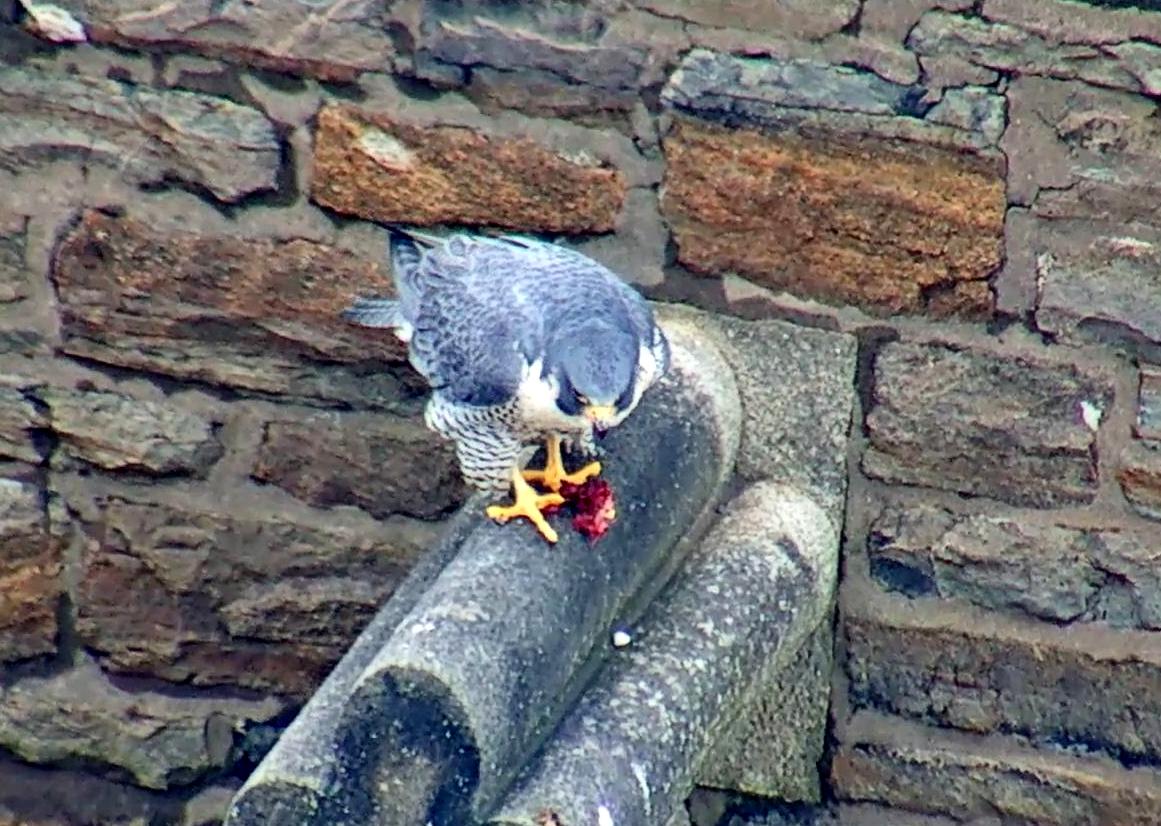 Astrid feeds on a gift from Ares