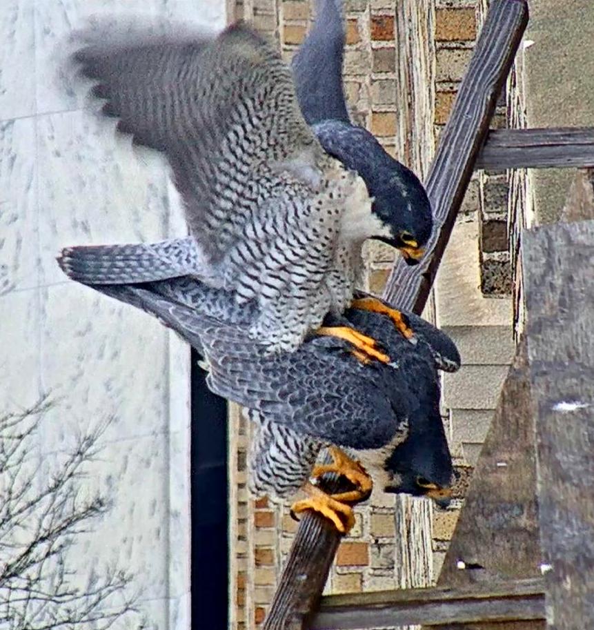 Mating on the box's west veranda