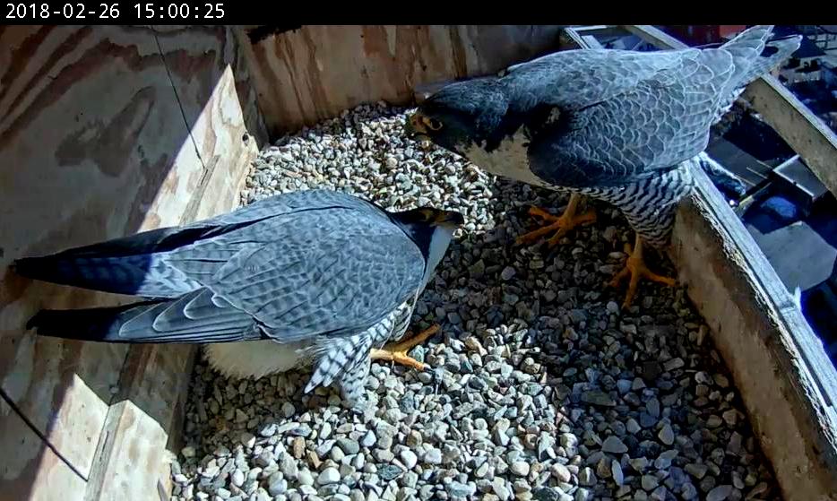 The pair shared one ledge display at the nest box