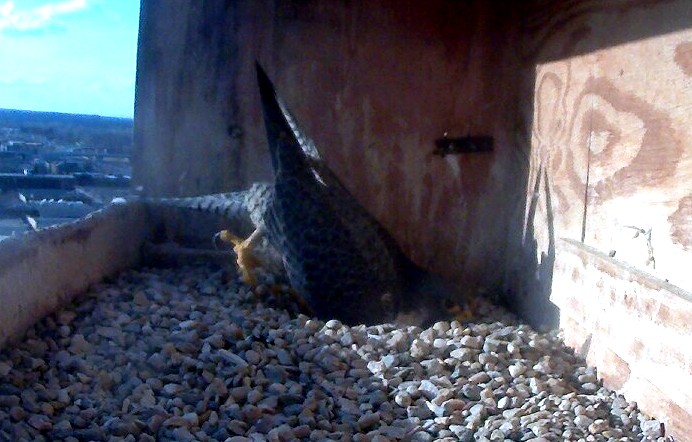 Astrid makes a nest scrape in the stones