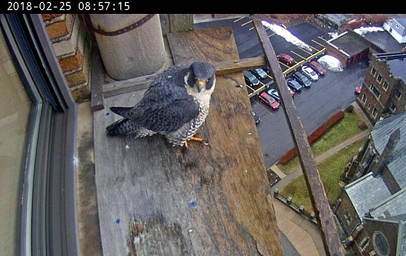 Astrid back on the west veranda again