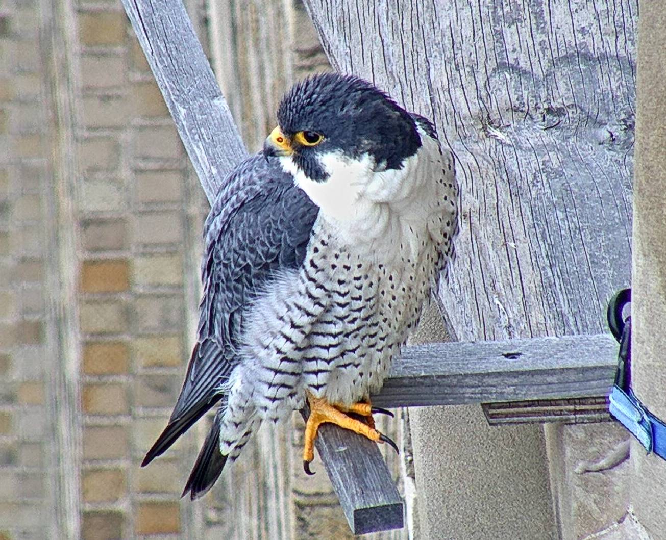 Ares on the nest box's east veranda