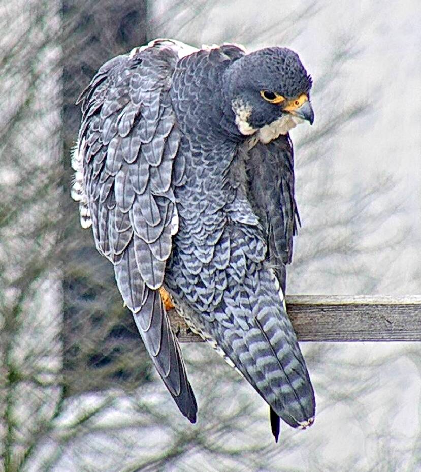 Astrid getting some preening in on the nest box's long perch