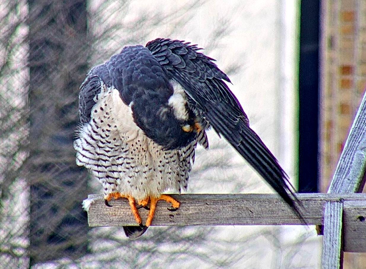 Ares preens under his wing on the long perch