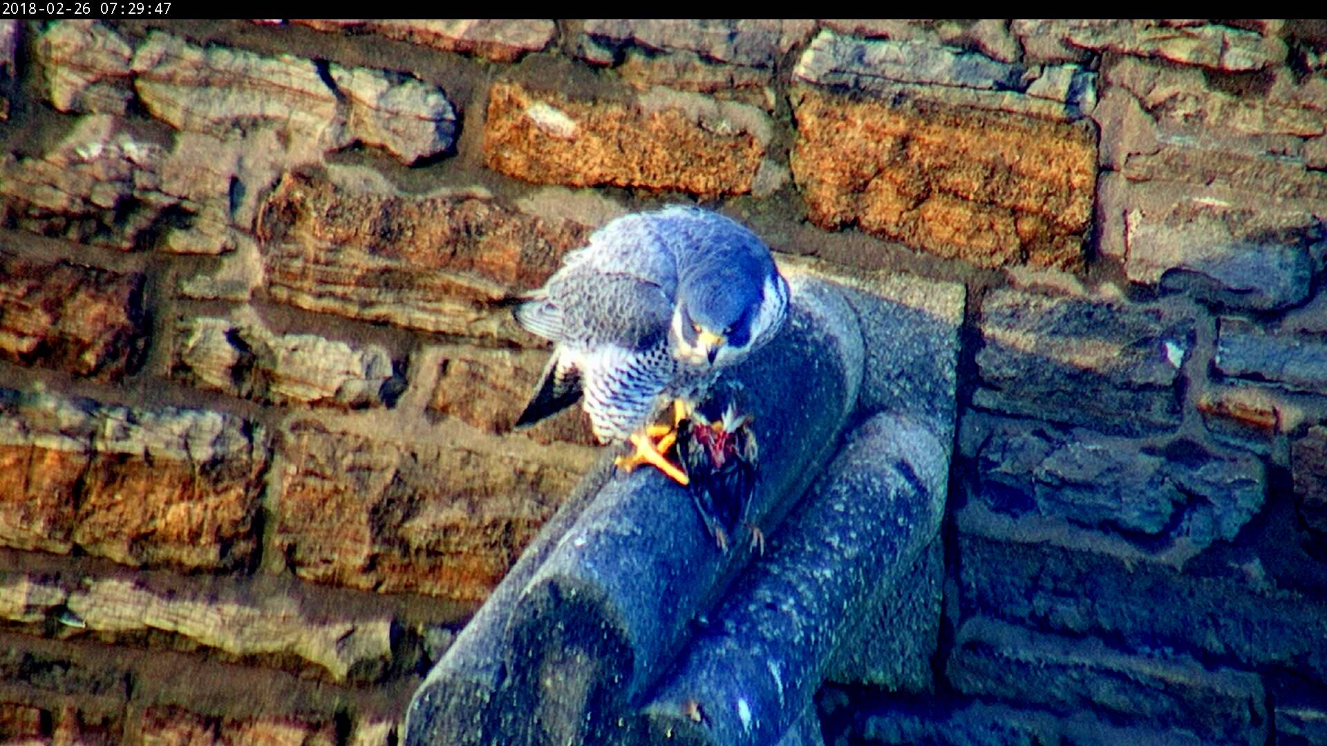 Astrid has her breakfast on the steeple perch