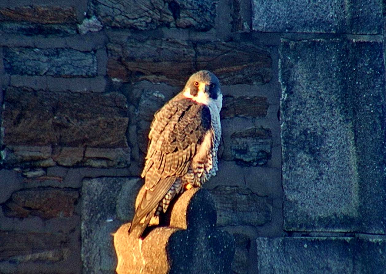 Astrid on the steeple with the morning sun hitting her