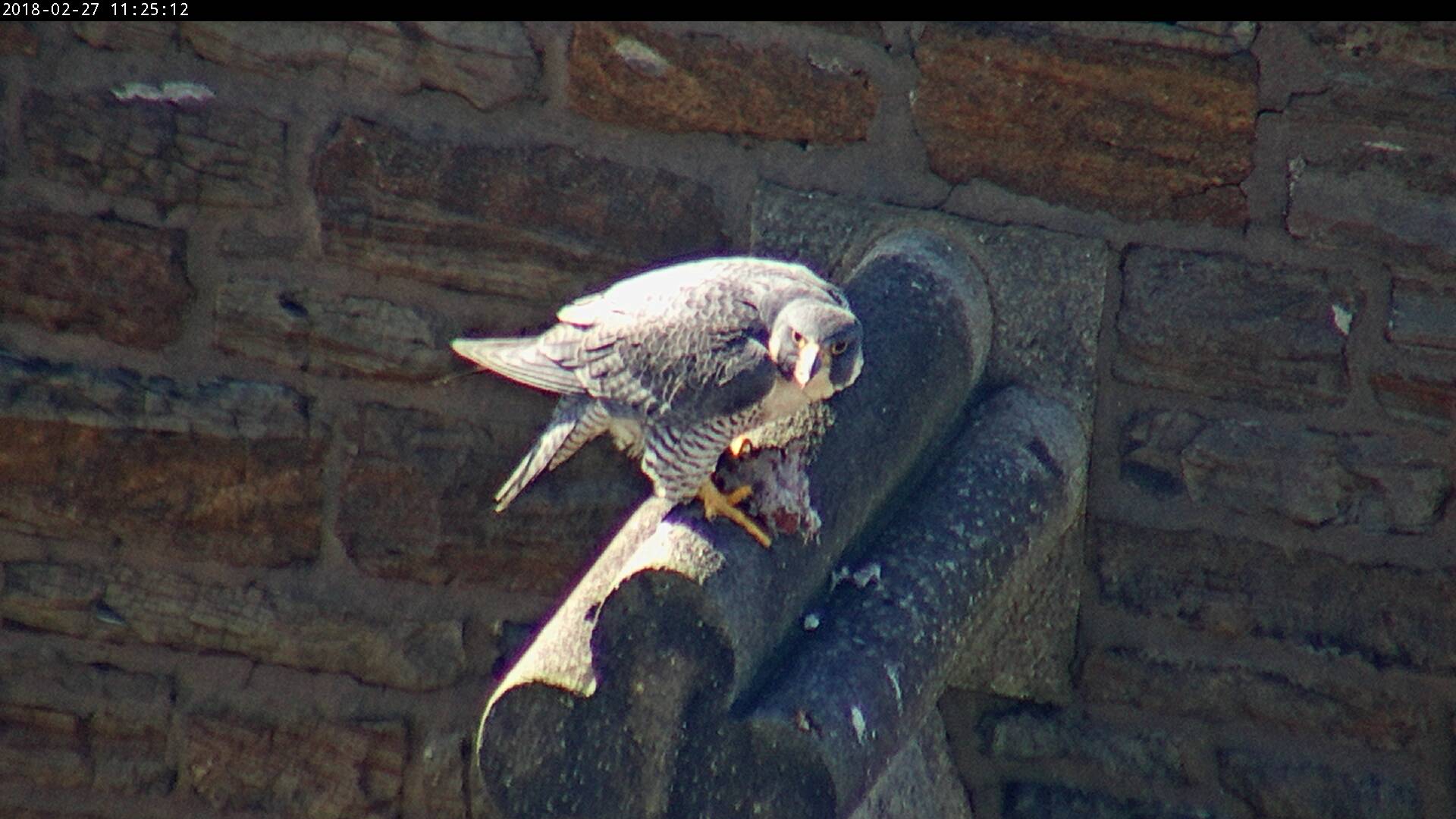 Astrid eats one of her meals on the steeple