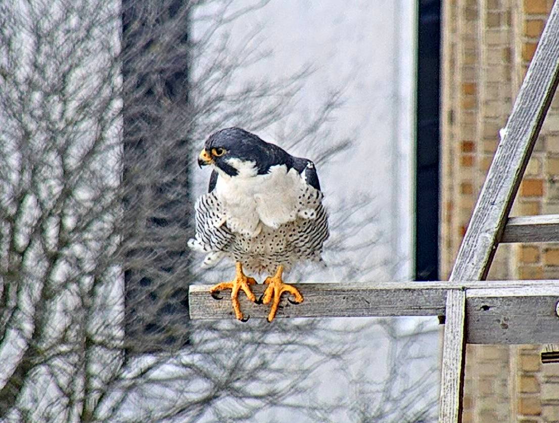 Ares on the long perch with the wind ruffling his feathers