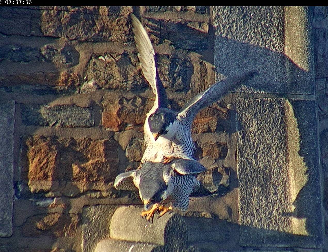 Mating on the steeple