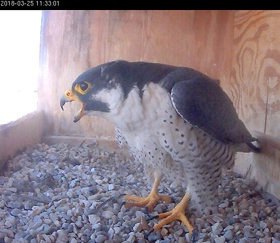 Ares screeching in the nest box