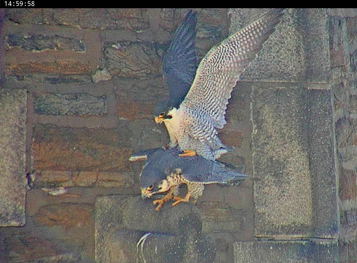 Mating on the steeple