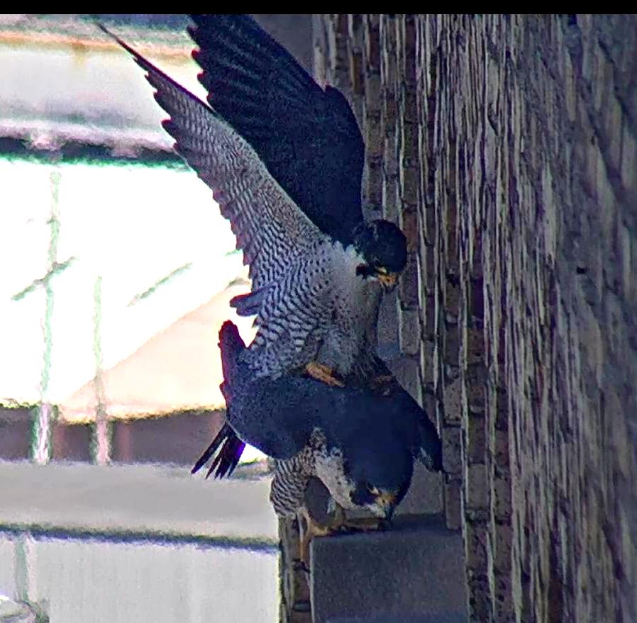 mating on the pillar