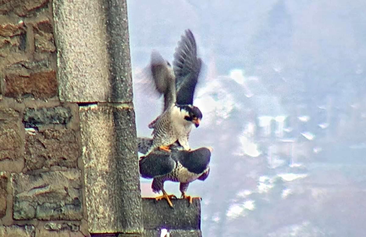 Mating on the steeple