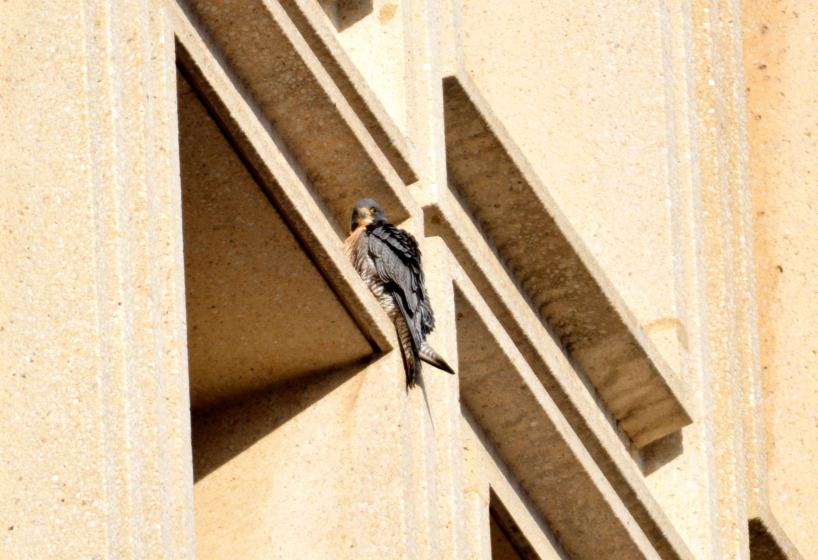 Astrid on the State Building