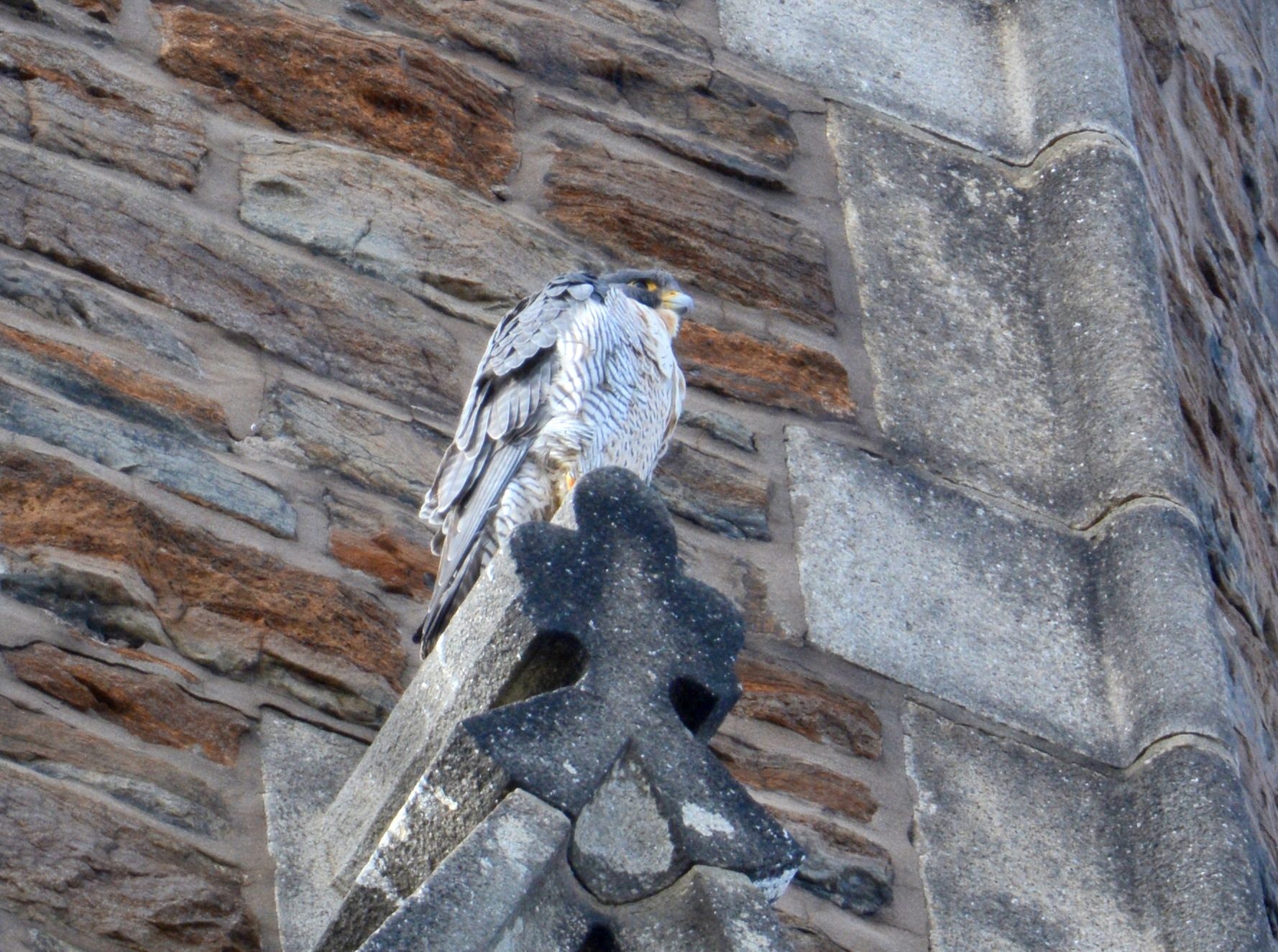 Astrid on the steeple