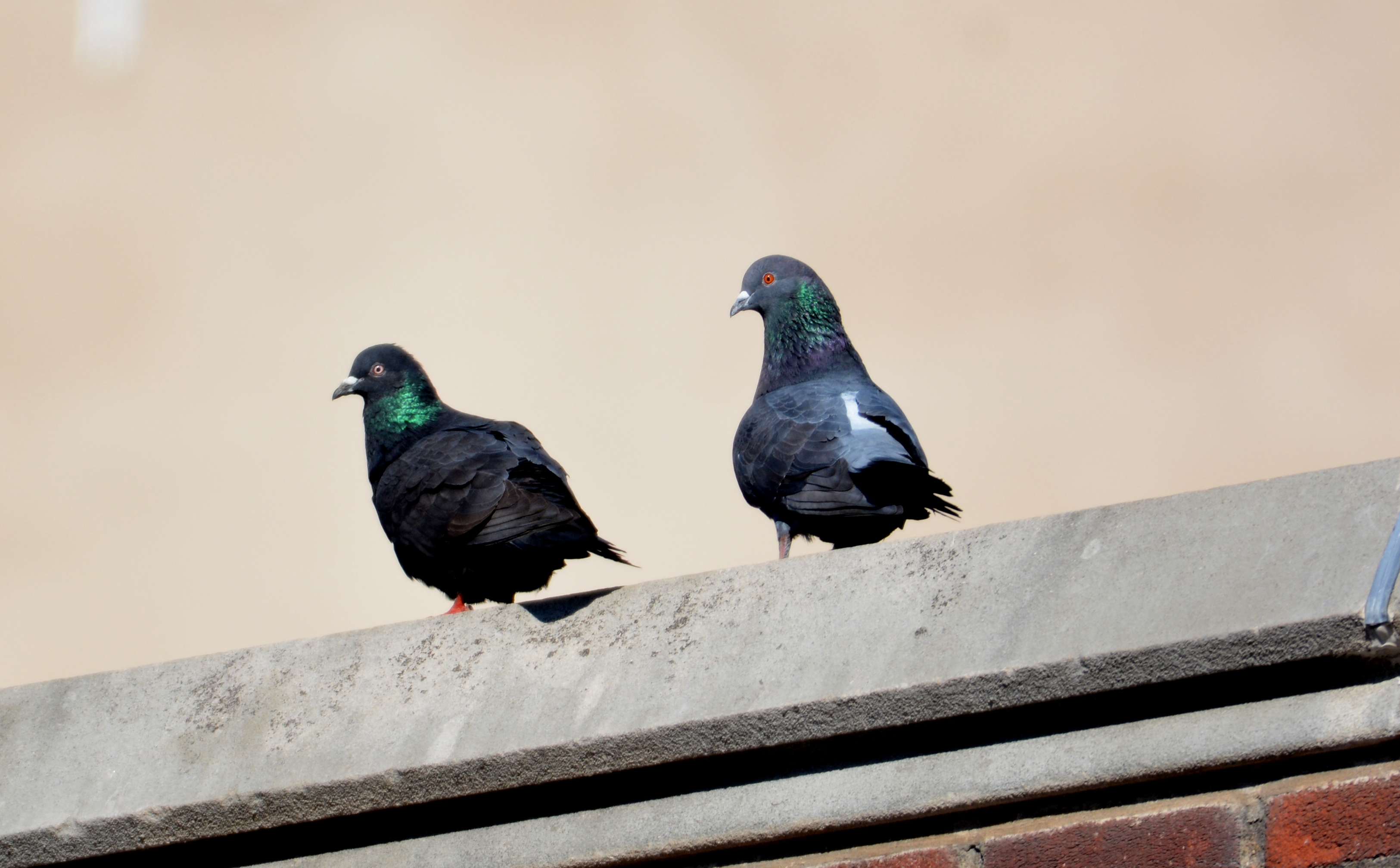 Two local pigeons have their home right beneath the falcons thoroughfare 