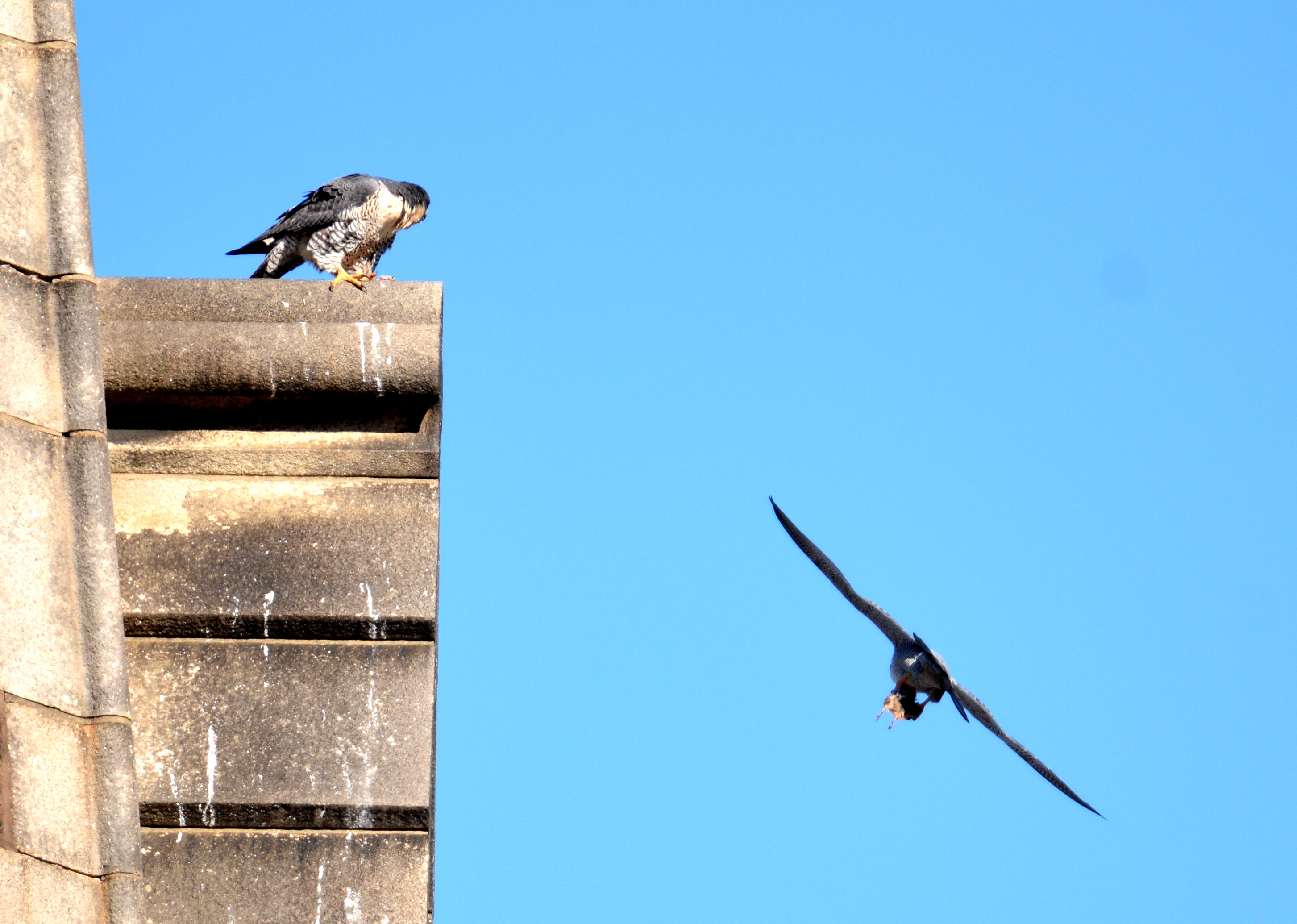 Ares swoops by Astrid with prey